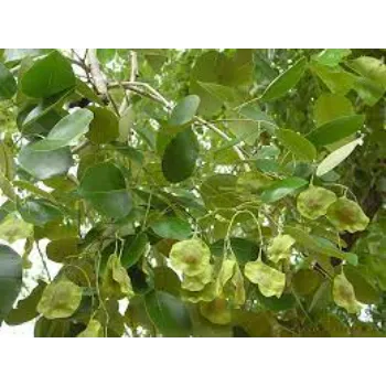 Red Sandalwood Plants
